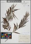 Foto von Salix atrocinerea Brot.